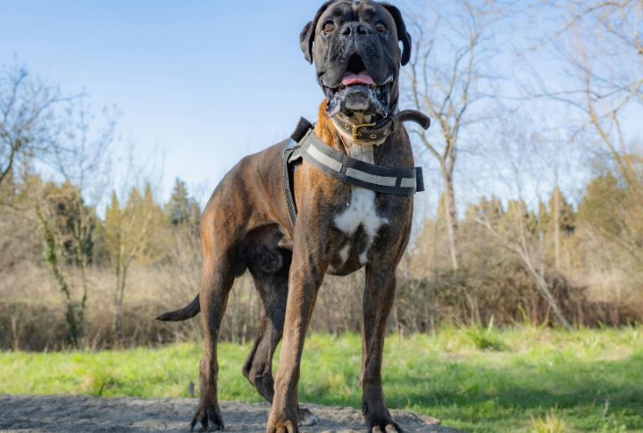 Boxer