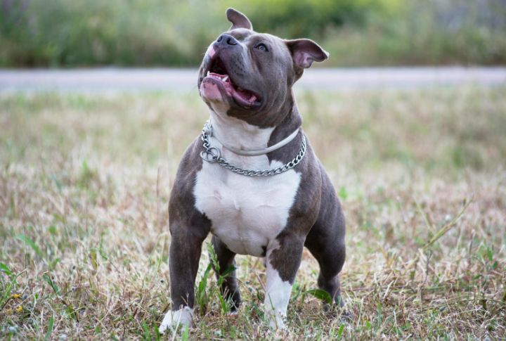 American Pit Bull Terrier