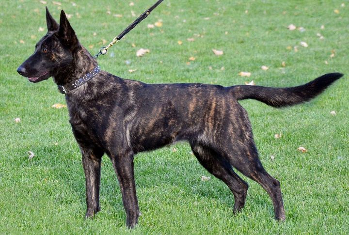 Dutch Shepherd