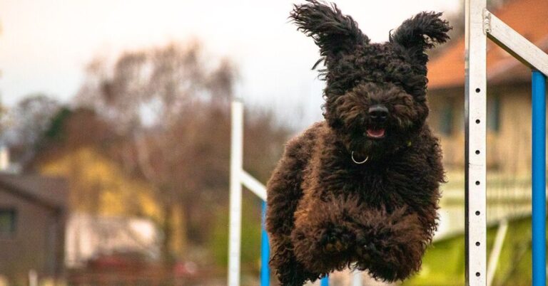 10 Things That Make The Hungarian Pumi A True Standout