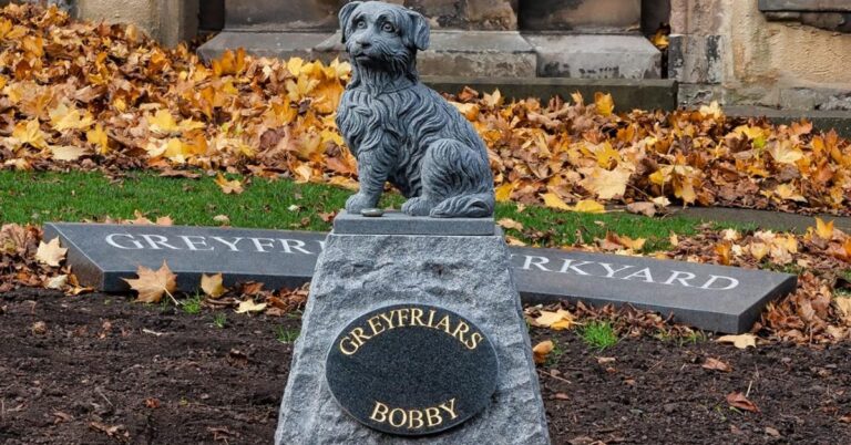 10 Reasons Backyard Pet Burials Could Do More Harm Than Good