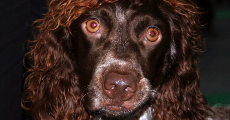 All You Can Know About The Pont-Audemer Spaniel, The Gundog