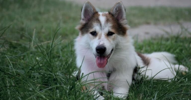 Could The Thai Bangkaew Be Your Next Pet?