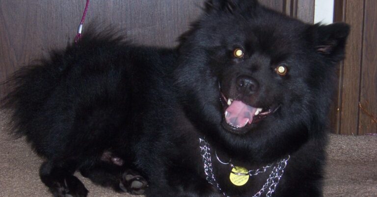 10 Things You Never Knew About The Swedish Lapphund