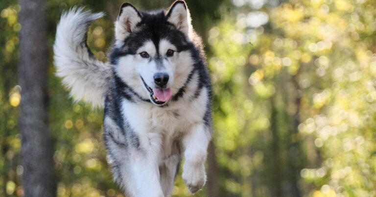 10 Amazing Things You Never Knew About Alaskan Malamutes