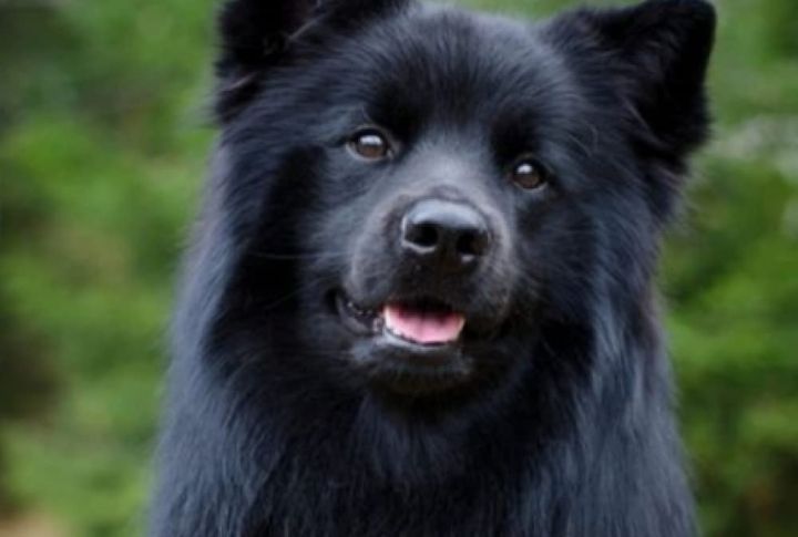 One Of The Few Breeds That Smile