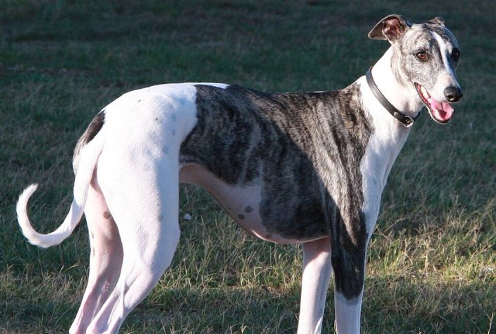 Greyhound