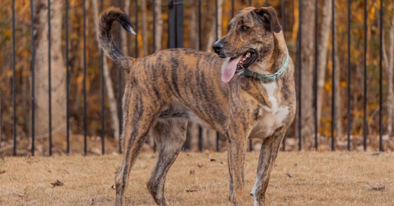 10 Dogs That Rock A Brindle Coat