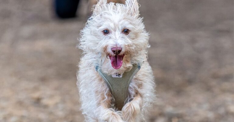 Why The Portuguese Podengo Is Unlike Any Dog You’ve Ever Known