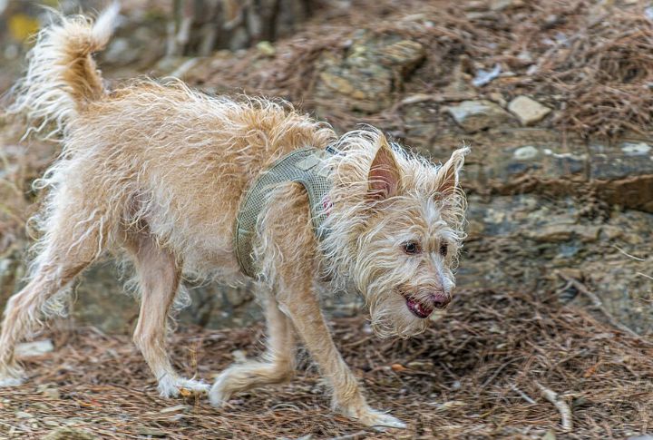 Dual Sensory Hunting