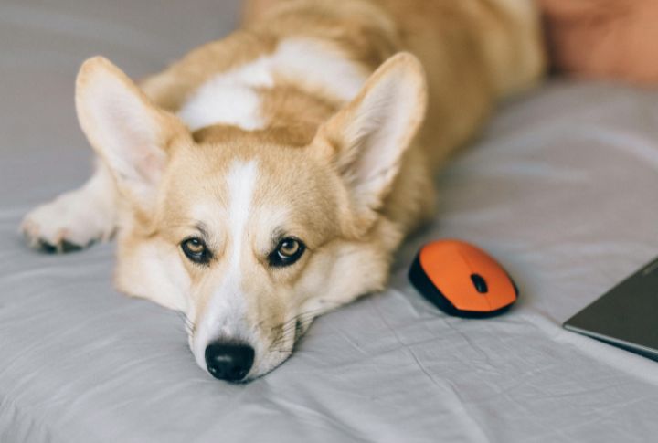 Choose New Resting Places Near Owner's Belongings