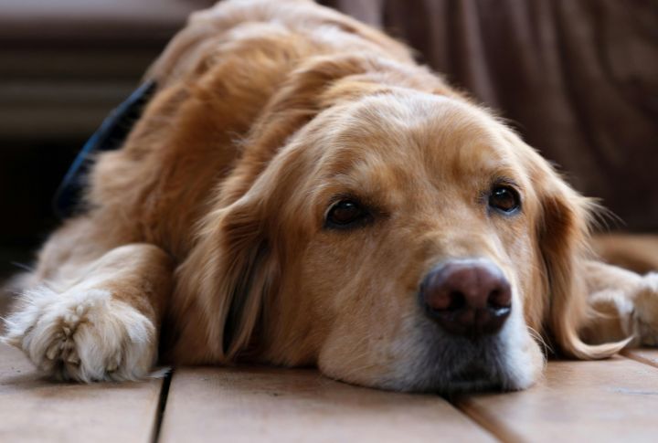 Suppress Vocalizations To Avoid Alarming Their Owner