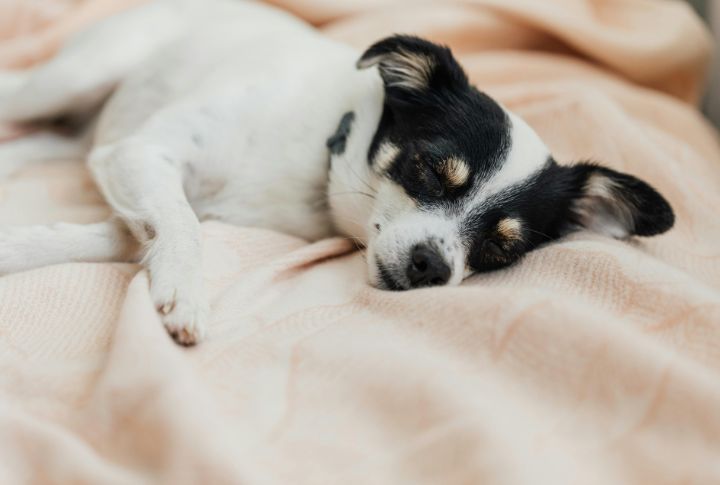 Position Themselves To Face Their Owner During Rest