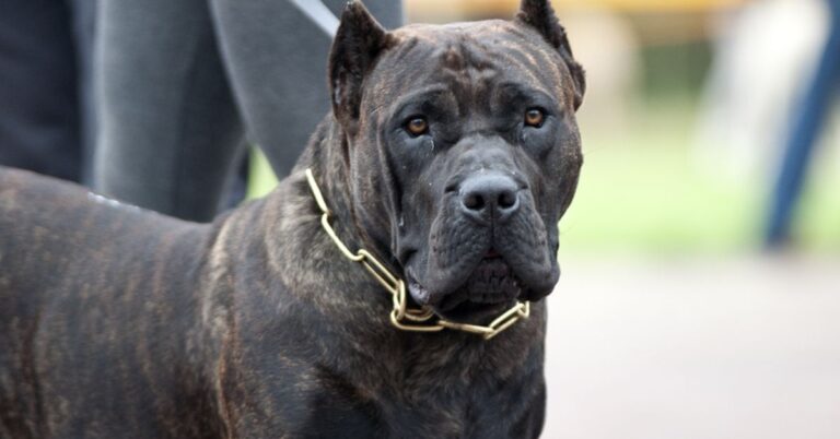 How The Presa Canario Earned Its Fearsome Reputation