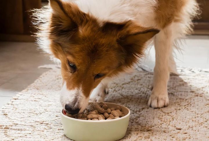 Open Farm—Gently Cooked Fresh Dog Food