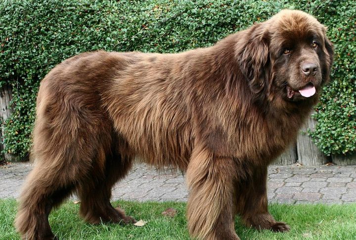 They Are The Heritage Show Star And Breed Ambassador
