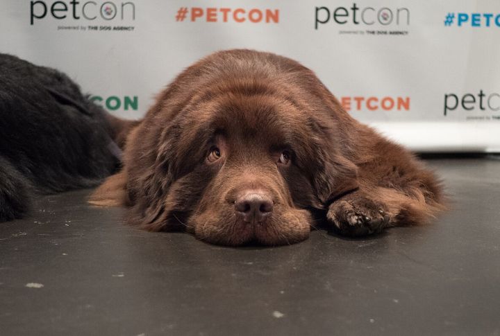 They Require A Detailed Health Routine