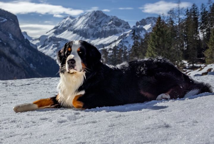 Bernese Mountain Dog