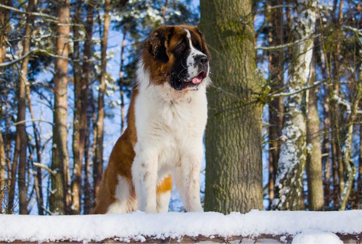Saint Bernard