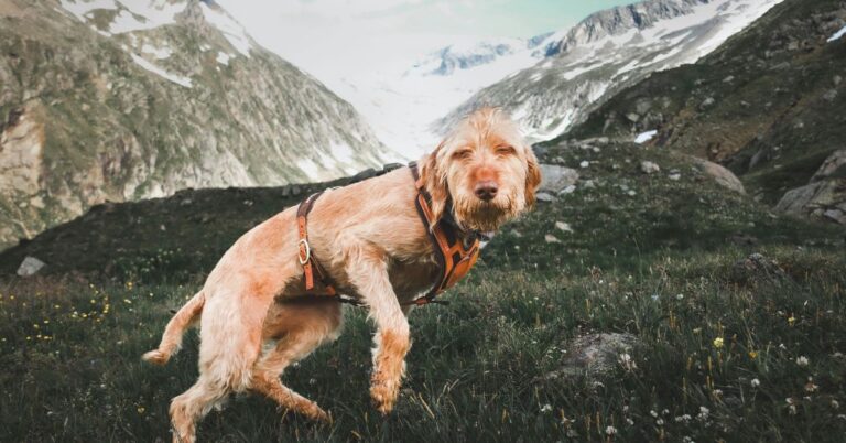 How To Care For Your Spinone Italiano Dog