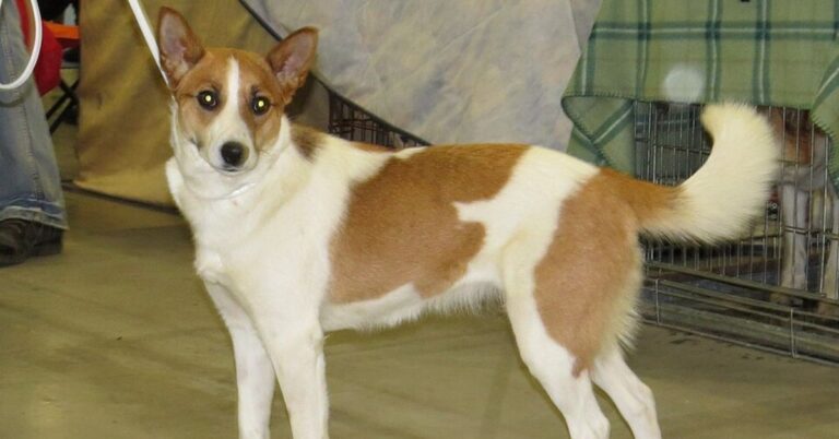 What’s So Special About Norrbottenspet Dogs