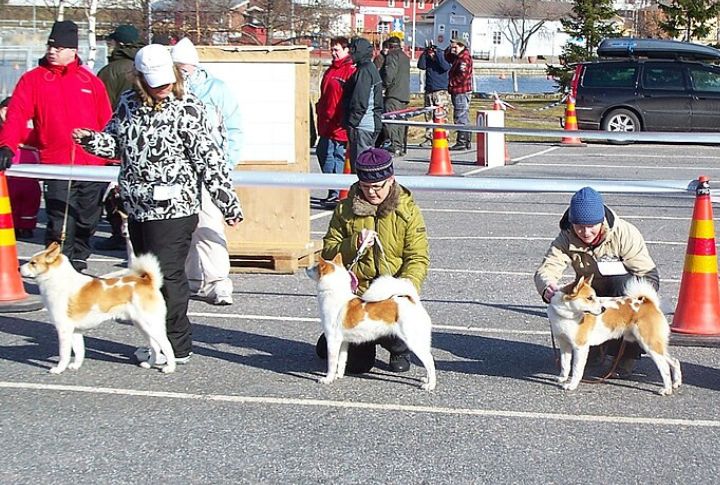 Family-Friendly With Proper Socialization