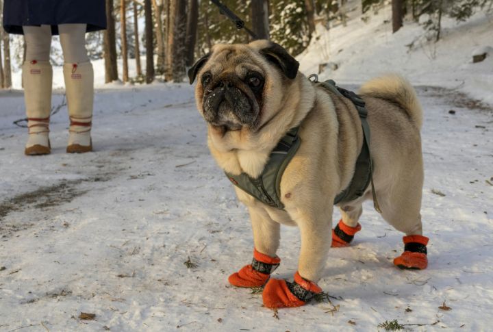 Protect Paws With Dog Booties Or Balm