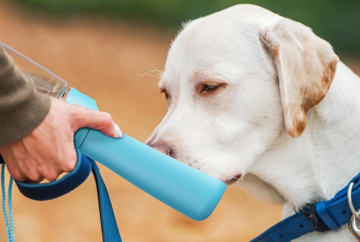 Plan Hydration With A Portable Dog Water System