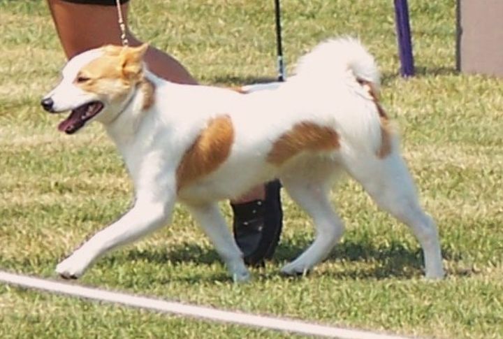 High-Energy Dogs