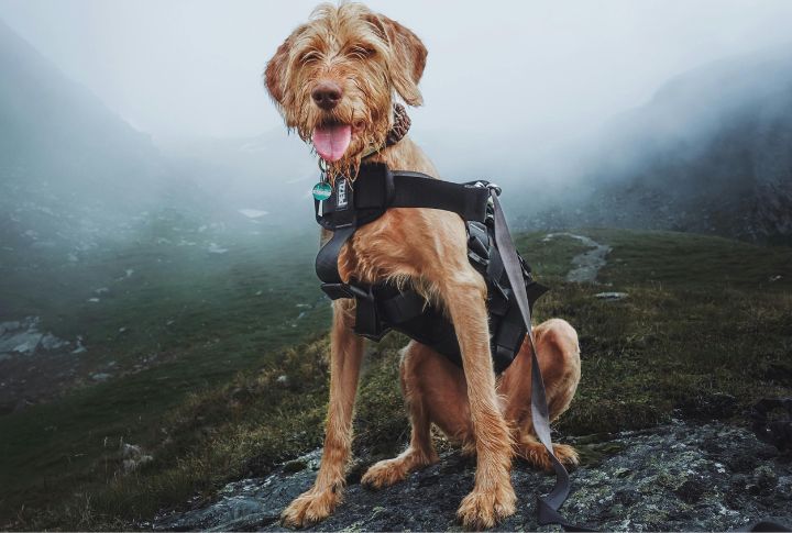 Choose A Harness Designed For Hiking