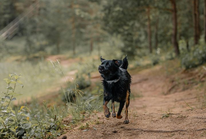 Build Your Dog’s Stamina