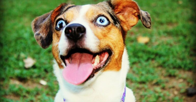 What Happens When You Combine A Jack Russell With An Australian Shepherd?