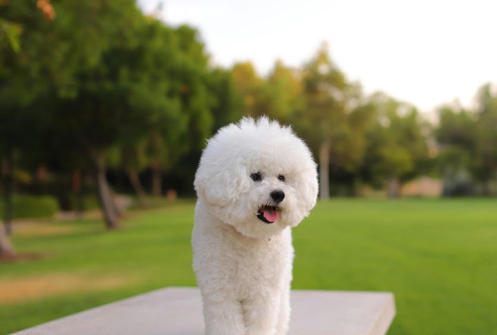 Bichon Frise