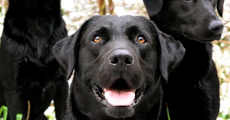 10 Black-Coated Dogs That Stand Out As Great Companions