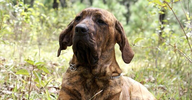 10 Things You Should Know About Fila Brasileiro