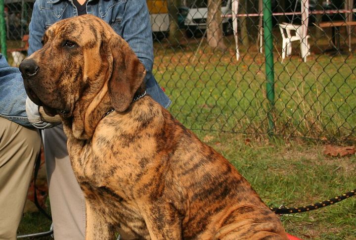 Protective Silence Over Barking