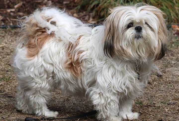 Shih Tzu