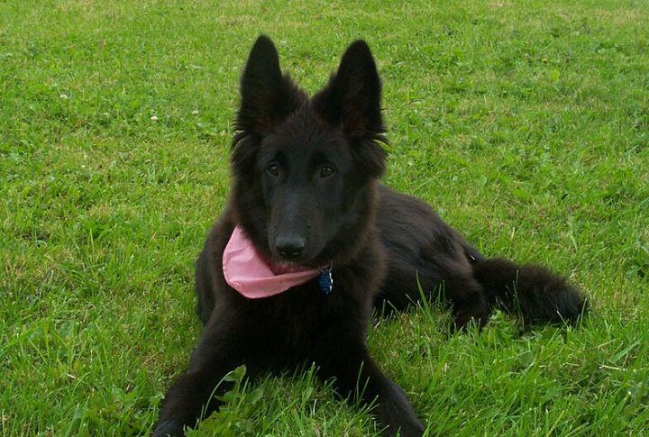 Belgian Sheepdog