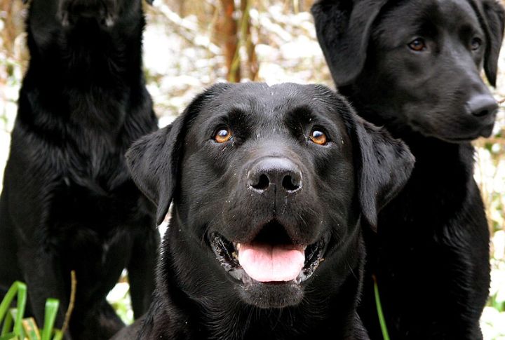 10 Black-Coated Dogs That Stand Out As Great Companions