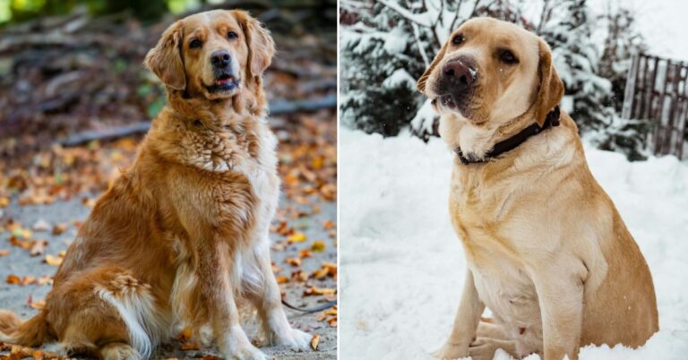 How To Know If You Are Looking At A Golden Retriever Or A Labrador Retriever