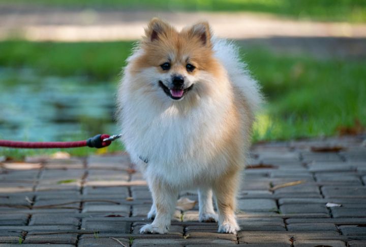 Pomeranian