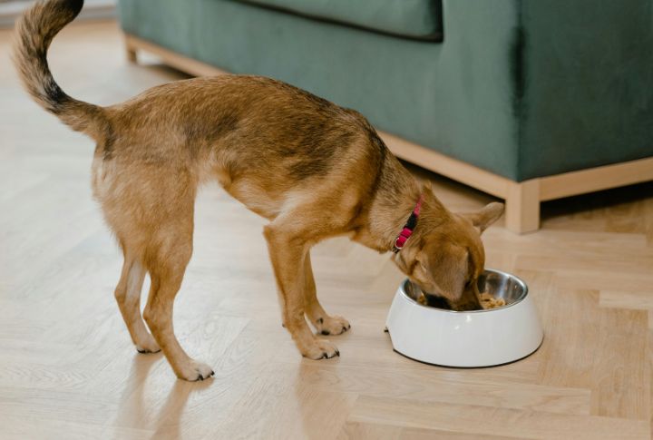 All-Natural Dog Food Guarantees Better Health