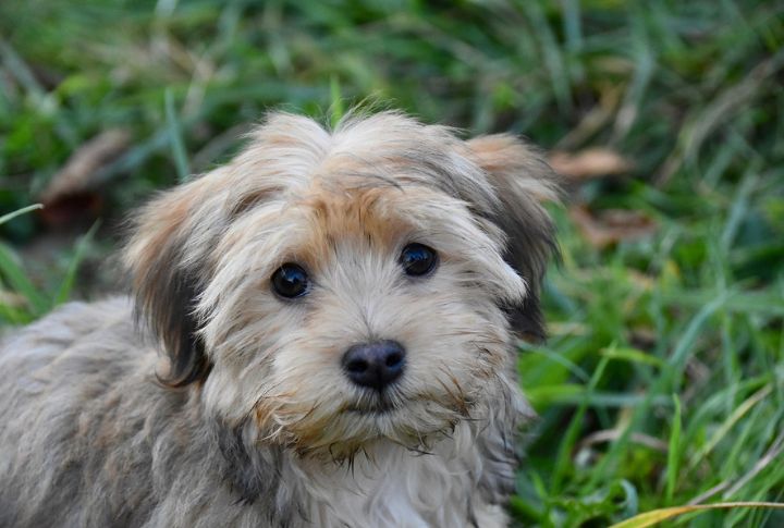 Havanese 