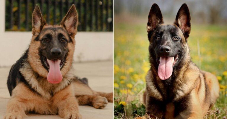 What Sets German Shepherds Apart From Belgian Malinois