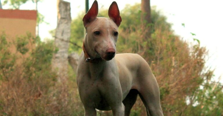 10 Traits That Define The Jonangi’s Ancestral Brilliance