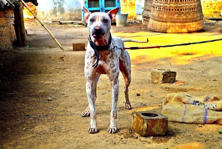 Cooperative Temperament Suited For Livelihood Tasks