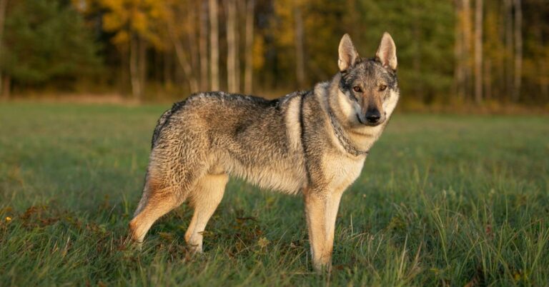 How Wolfdogs Challenge Your Patience And Capture Your Devotion