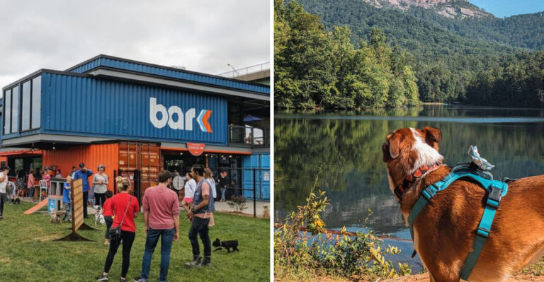 7 Best Dog Parks in Missouri That Locals Keep Recommending