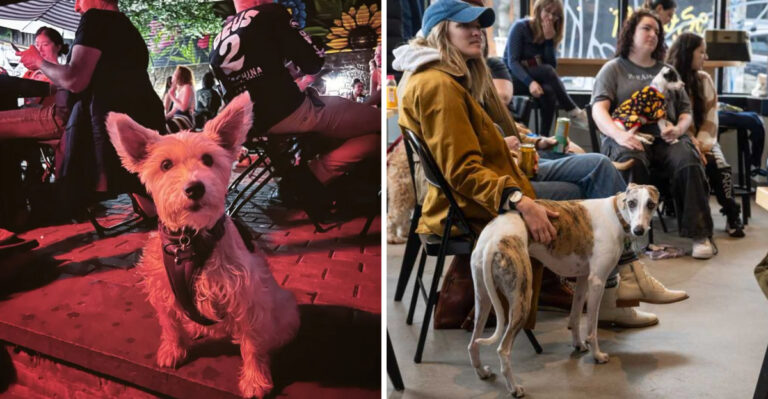 7 Dog-Friendly Restaurants and Cafés in New York That Welcome Pets