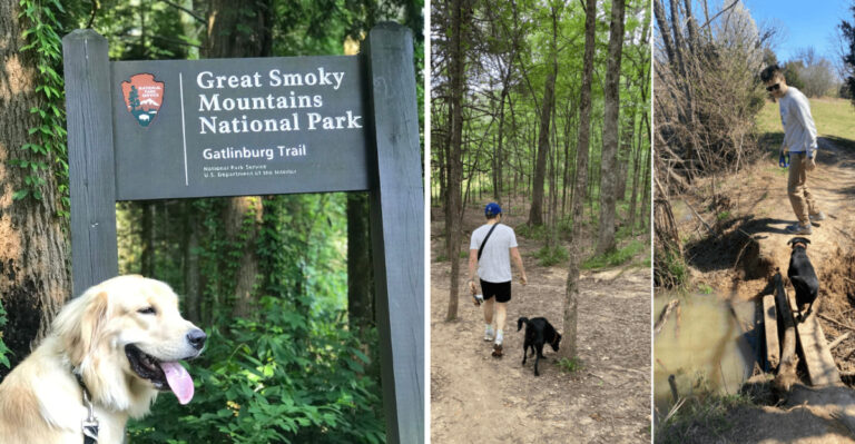 7 Dog-Friendly Vacation Spots in Tennessee Perfect for a Weekend Getaway